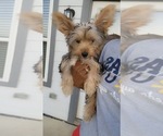 Small Yorkshire Terrier