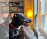 Small #7 Doberman Pinscher Mix
