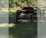 Small Photo #11 German Shepherd Dog Puppy For Sale in MICANOPY, FL, USA