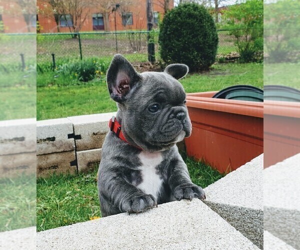 Medium Photo #7 French Bulldog Puppy For Sale in ELGIN, IL, USA
