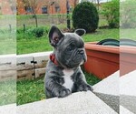 Small Photo #7 French Bulldog Puppy For Sale in ELGIN, IL, USA