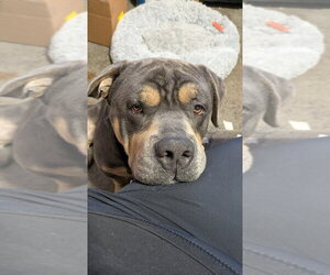 Eeyore - Male Bulldog-Unknown Mix Dog for Adoption - Photo #4