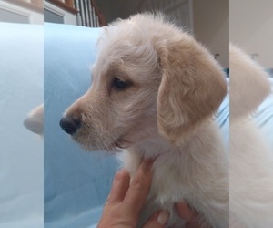 Labradoodle Puppy for sale in JEFFERSONTOWN, KY, USA