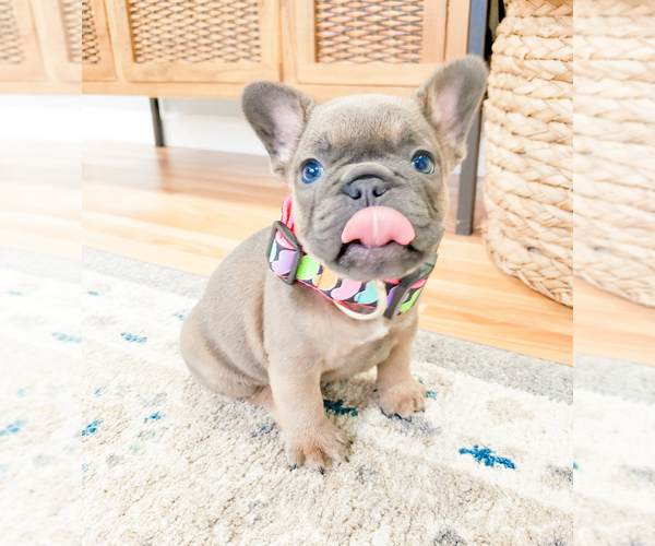 Medium Photo #5 French Bulldog Puppy For Sale in ARLINGTON, WA, USA