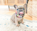Small Photo #5 French Bulldog Puppy For Sale in ARLINGTON, WA, USA