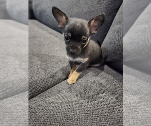 Chihuahua Puppy for sale in QUAKERTOWN, PA, USA