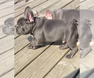 French Bulldog Puppy for sale in BOSTON, KY, USA
