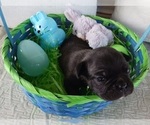 Small Photo #13 Buggs Puppy For Sale in WEST PLAINS, MO, USA