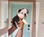Small Photo #3 English Bulldog Puppy For Sale in MILTON, FL, USA