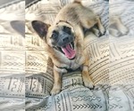 Small #9 Chi-Corgi