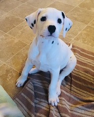 Dalmatian Puppy for sale in ASHEBORO, NC, USA