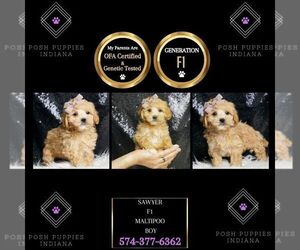 Maltipoo Puppy for sale in WARSAW, IN, USA