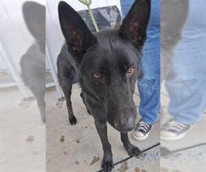 German Shepherd Dog Dogs for adoption in Bakersfield, CA, USA