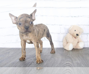 Faux Frenchbo Bulldog Puppy for sale in RED LION, PA, USA