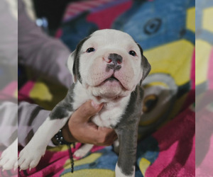 American Bully Puppy for Sale in PROVIDENCE, Rhode Island USA