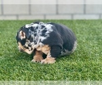 Small Photo #11 English Bulldog Puppy For Sale in FRESNO, CA, USA