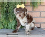Small #4 Labradoodle