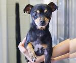 Small Dachshund Mix