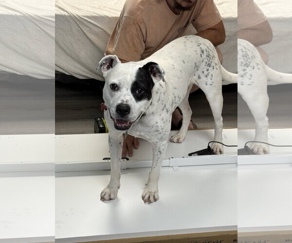 Medium Photo #4 American Bulldog Puppy For Sale in Atlanta, GA, USA