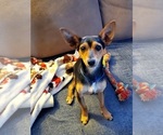 Small Photo #3 Rat Terrier Puppy For Sale in THURMONT, MD, USA