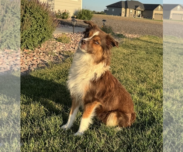 Medium Photo #1 Miniature Australian Shepherd Puppy For Sale in STRASBURG, CO, USA
