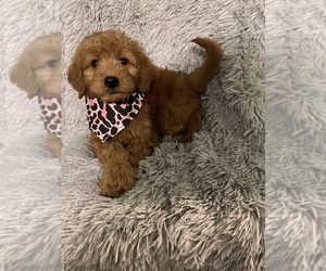 Goldendoodle (Miniature) Puppy for sale in BEECH GROVE, IN, USA