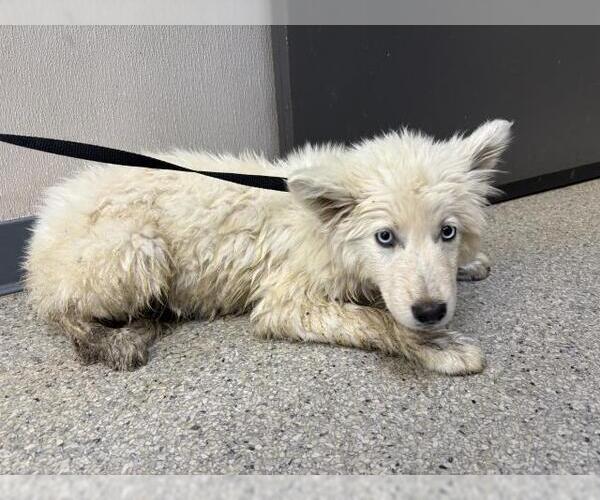 Medium Photo #1 Alaskan Malamute-Unknown Mix Puppy For Sale in Visalia, CA, USA