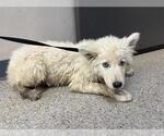 Small Alaskan Malamute Mix