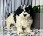 Small Photo #1 ShihPoo Puppy For Sale in GREENWOOD, IN, USA