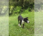 Small #1 American Pit Bull Terrier Mix