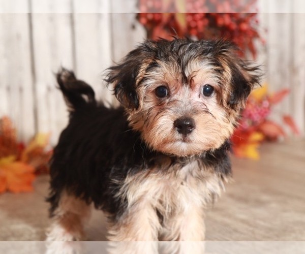 Medium Photo #4 Yo-Chon Puppy For Sale in MOUNT VERNON, OH, USA