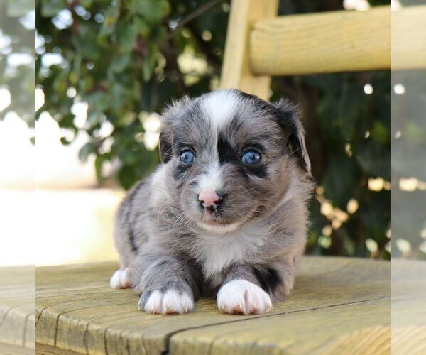 Medium Photo #2 Aussie-Poo Puppy For Sale in ARTHUR, IL, USA