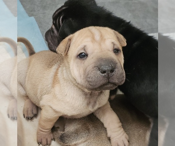 Medium Photo #1 Chinese Shar-Pei Puppy For Sale in APPLE VALLEY, CA, USA
