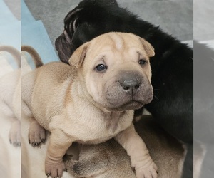 Medium Chinese Shar-Pei
