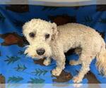 Small Poodle (Miniature)