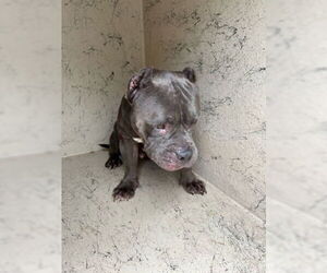 American Bulldog Dogs for adoption in West Palm Beach, FL, USA