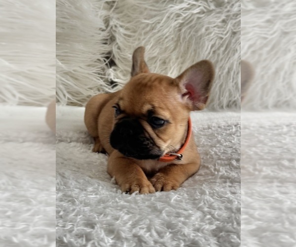 Medium Photo #1 French Bulldog Puppy For Sale in AURORA, CO, USA