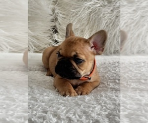 French Bulldog Puppy for Sale in AURORA, Colorado USA