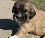 Small Photo #7 Great Pyrenees-Poodle (Miniature) Mix Puppy For Sale in BOWLING GREEN, OH, USA