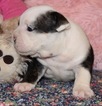 Small Photo #2 English Bulldog Puppy For Sale in LAKEWOOD VILLAGE, TX, USA