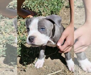 American Pit Bull Terrier Puppy for Sale in COLORADO SPRINGS, Colorado USA