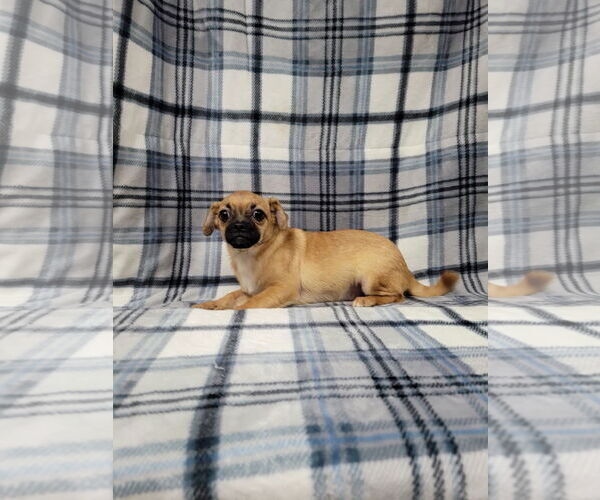 Medium Photo #4 Chug Puppy For Sale in Lincolnwood, IL, USA