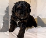 Small Photo #96 Miniature Bernedoodle Puppy For Sale in AUBURNDALE, FL, USA