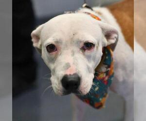 American Staffordshire Terrier-Unknown Mix Dogs for adoption in San Antonio, TX, USA