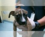 Small American Pit Bull Terrier Mix
