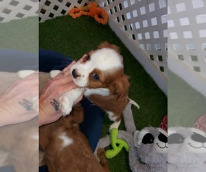 Cavalier King Charles Spaniel Puppy for sale in KENDALL, WI, USA
