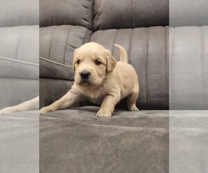 English Cream Golden Retriever Puppy for sale in SACRAMENTO, CA, USA