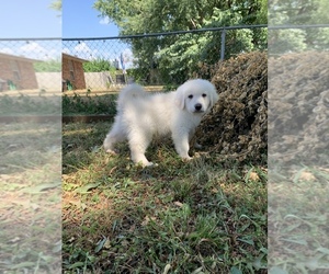 Great Pyrenees Puppy for sale in BROKEN ARROW, OK, USA