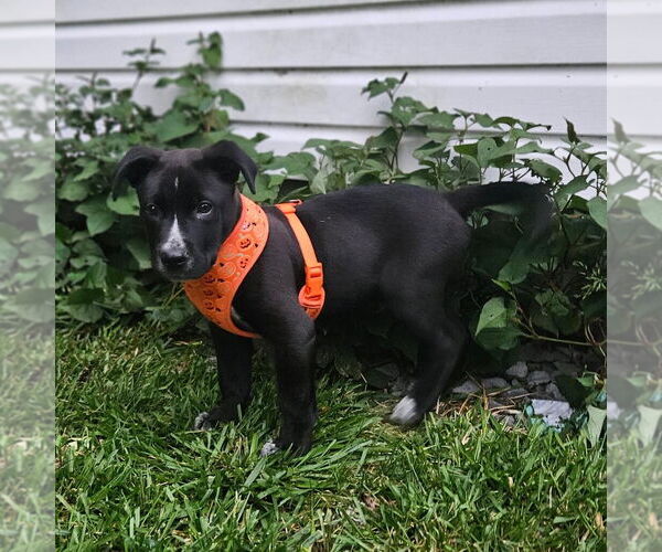 Medium Photo #3 Mutt Puppy For Sale in Doylestown, PA, USA