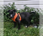 Small #2 Mutt